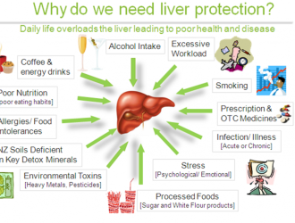 Program of purification and recovery of the liver