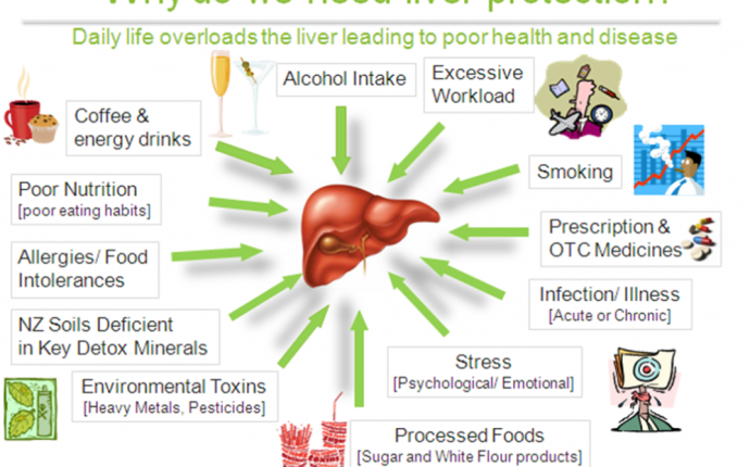 Program of purification and recovery of the liver