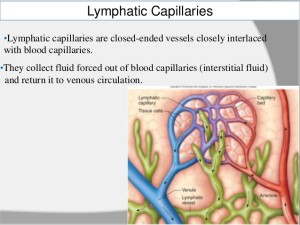 lymphatic-system2